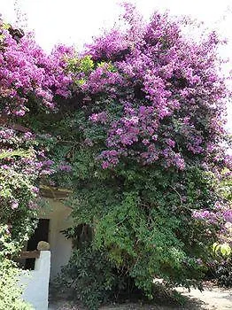 Relais De Bravone